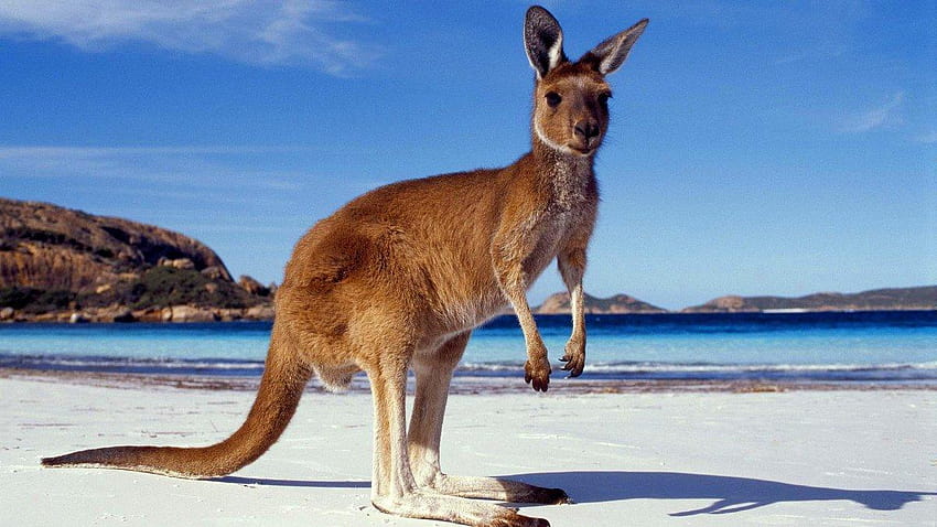 Kangaroo High Quality HD wallpaper