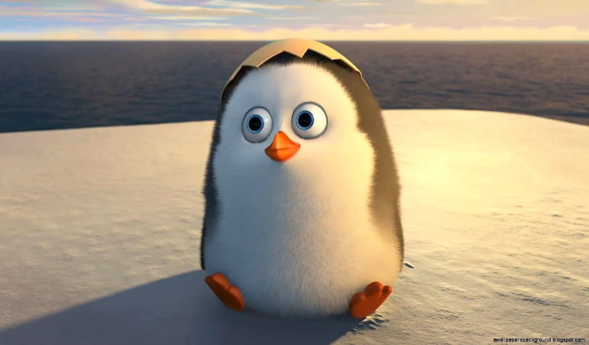 Bébé pingouin, mignons pingouins Fond d'écran HD