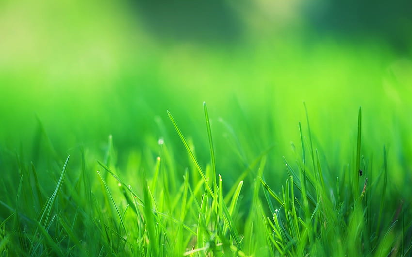 clean greenery HD wallpaper