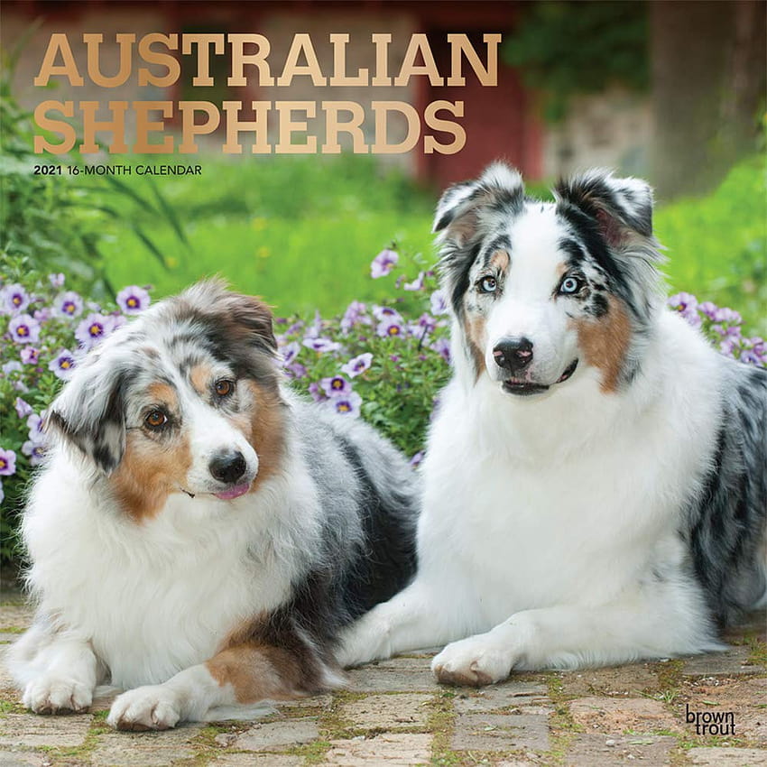Australian Shepherds 2021 12 x 12 Inch Monthly Square Wall Calendar with Foil Stamped Cover, Animals Dog Breeds: BrownTrout Publishers Inc., BrownTrout Publishers Editing Team, BrownTrout Publishers Design Team, BrownTrout Publishers Design HD phone wallpaper