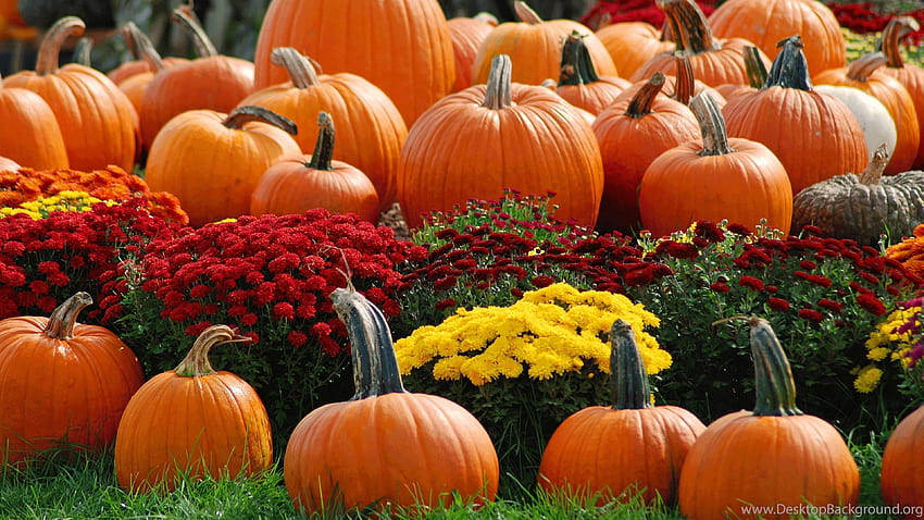 Pumpkin Patch Latar Belakang Musim Gugur Halloween, labu musim gugur Wallpaper HD