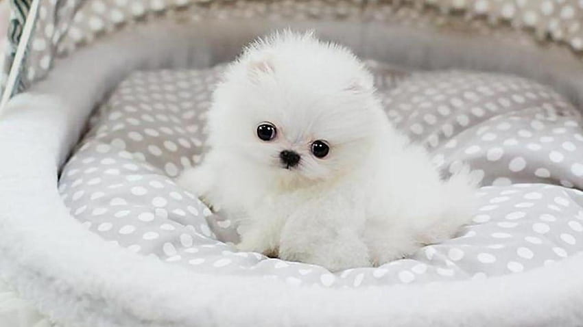 Pomeranian Puppy Group, teacup puppies HD wallpaper