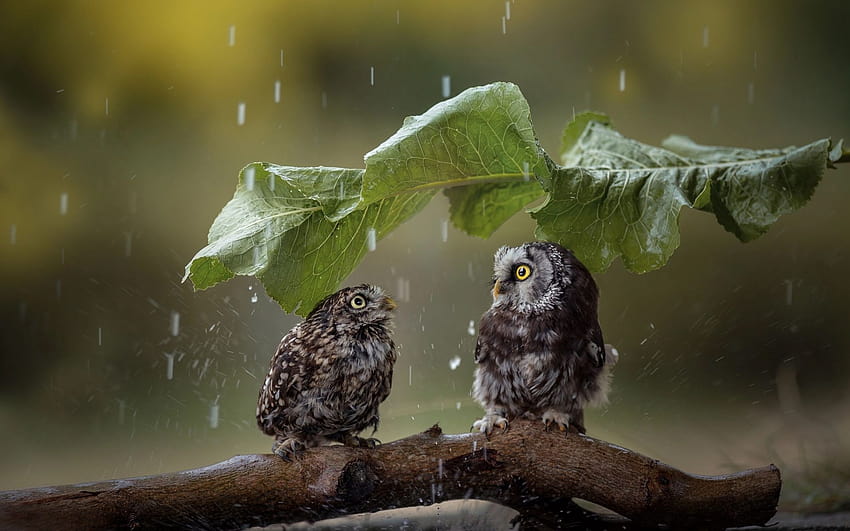 Owl, rain, wildlife, funny birds, predatory bird, Strigiformes with resolution 1920x1200. High Quality HD wallpaper