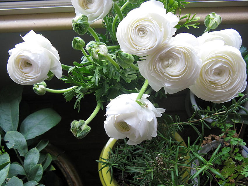 White Flowers Ranunculus Closeup, white ranunculus HD wallpaper