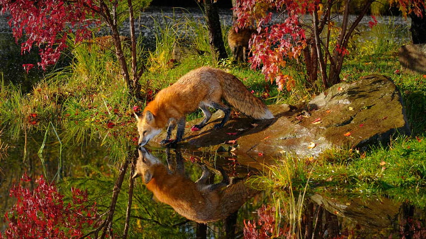 For > Red Fox National Geographic HD wallpaper