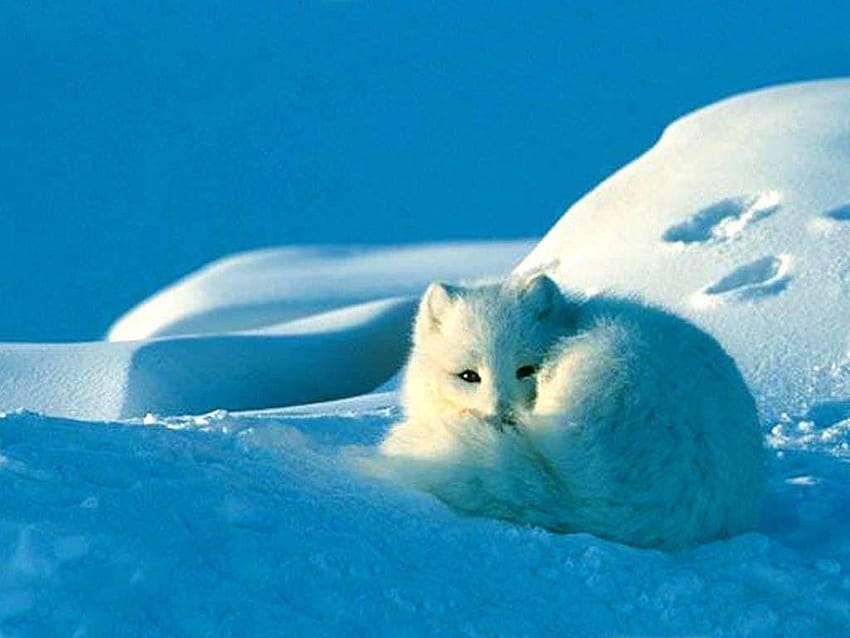 35 best Arctic Fox, white fox HD wallpaper