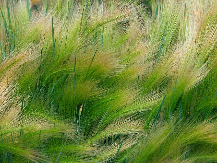 siragugal, erba ornamentale di orzo di coda di volpe Sfondo HD