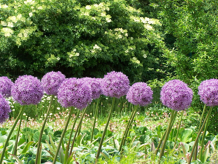 fiori di teste dense viola, giardino fiorito di allium Sfondo HD