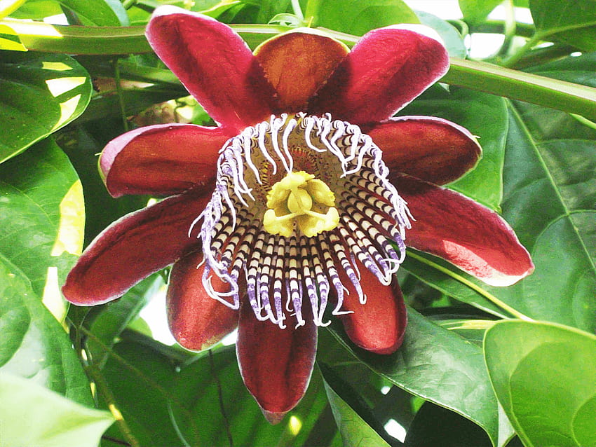 Passion Fruit Flower by seek HD wallpaper