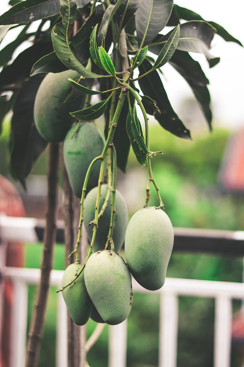 Frutas de mango verde colgando de un árbol · Stock fondo de pantalla del teléfono