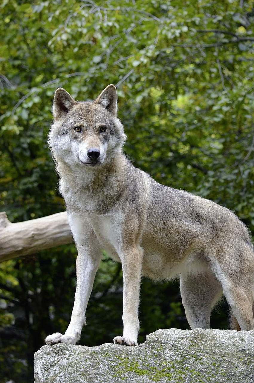 : gray wolf on rock, guard, animal, predator, keep, cub watch HD phone wallpaper