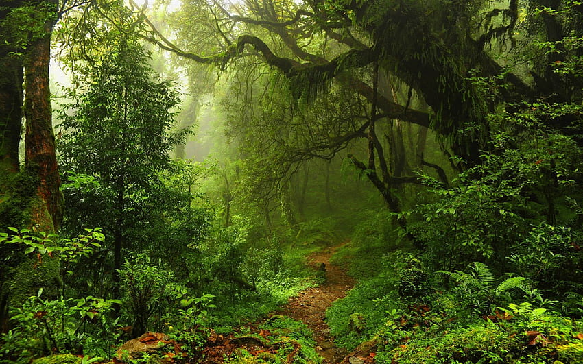 4556159 bosque lluvioso, camino lluvioso ultra fondo de pantalla