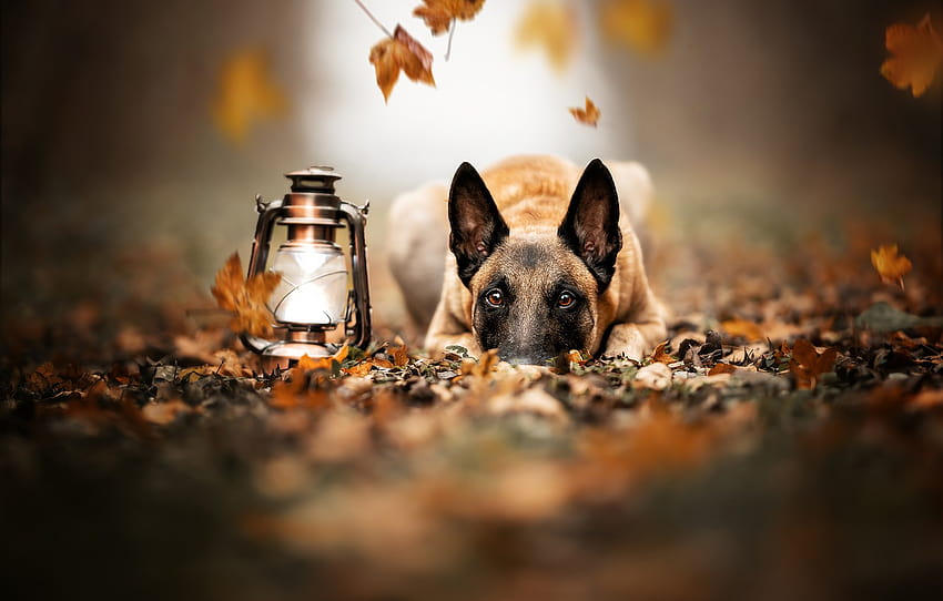 есен, поглед, лице, листа, куче, фенер, малиноа, белгийска овчарка , раздел собаки HD тапет