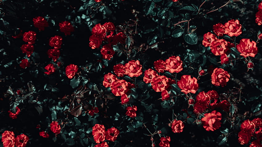 3840x2160 roses, bush, garden, sunlight u, rose bush HD wallpaper | Pxfuel