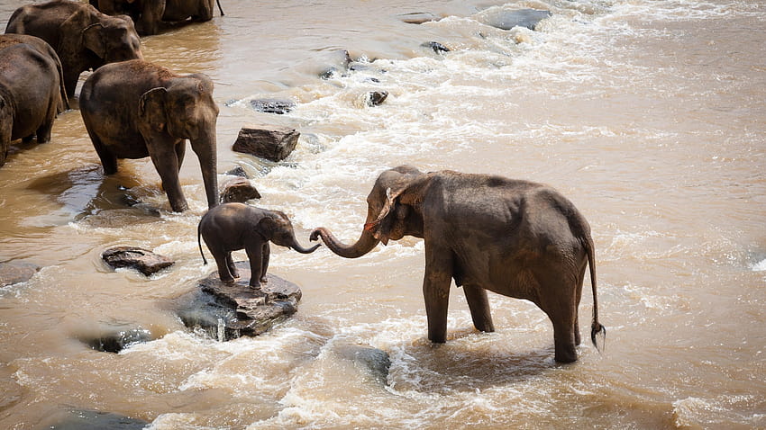 запас от слонче, слонове, семейна група, група слонове HD тапет