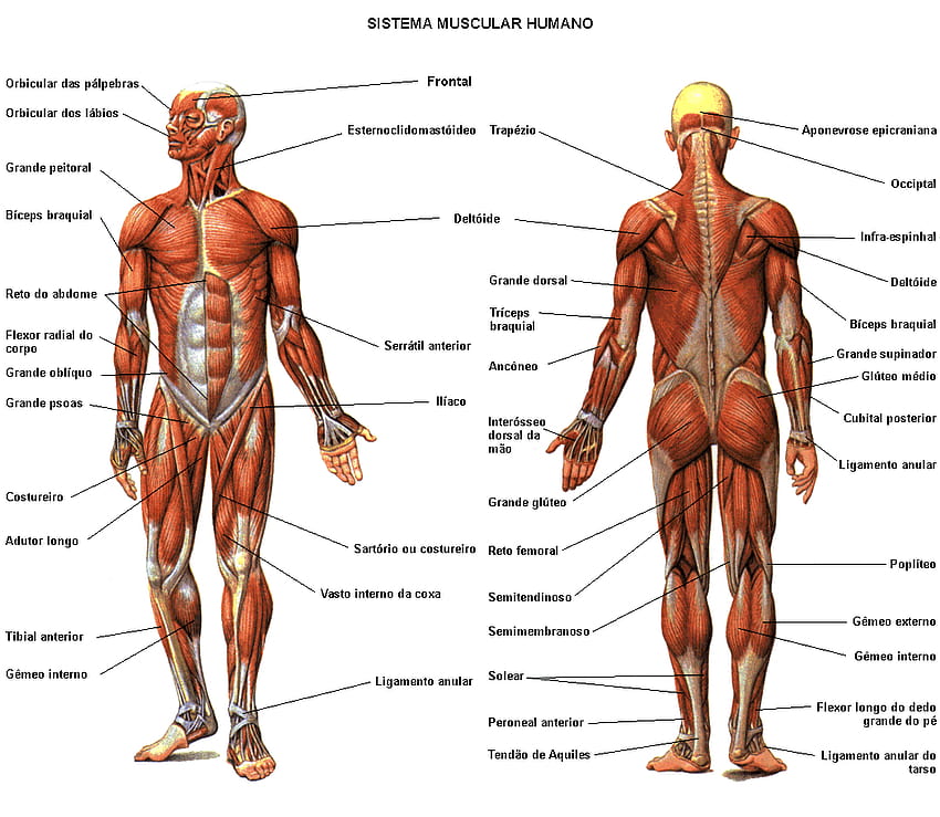 muscle diagram, muscular system HD wallpaper