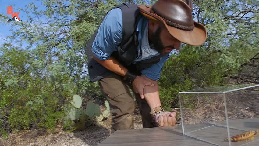 Watch Coyote Peterson, The Internet's Steve Irwin, Get The Worst Bite From An Insect In The World HD wallpaper