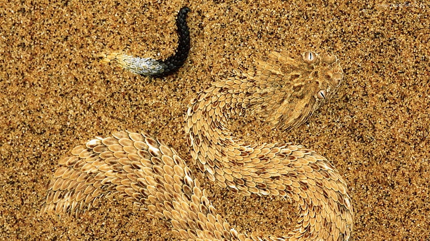 砂の中でカモフラージュされた Sidewinder Adder、 高画質の壁紙
