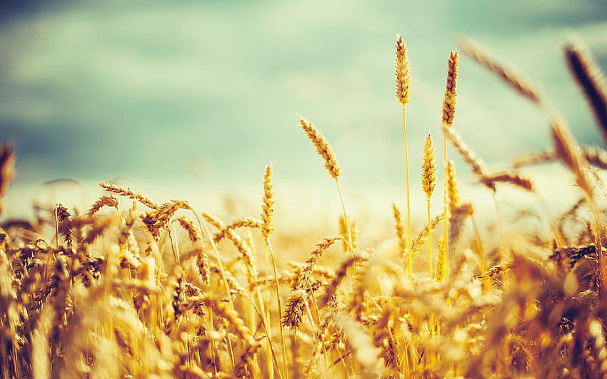 Corn Field, cornfield HD wallpaper