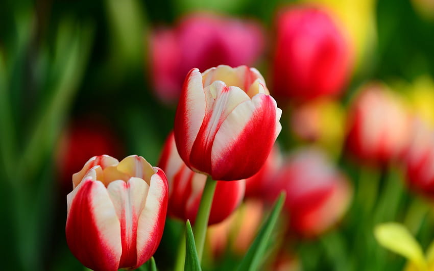 Tulips Red and White Leaves Flowers Spring, red and white spring HD wallpaper