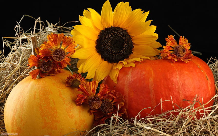 Kürbis und Herbstblume, Sonnenblumen-Danksagung HD-Hintergrundbild
