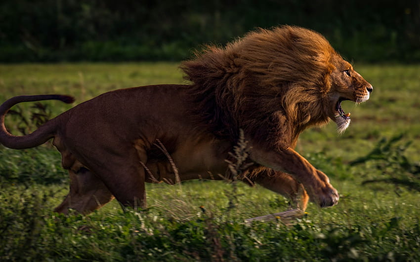 big lion, furious lion, wildlife, Africa, evening, sunset, hunting, lion with resolution 2880x1800. High Quality, lion hunting HD wallpaper