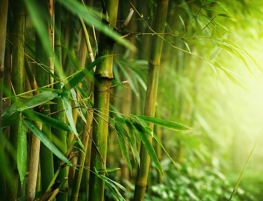 Bambusowe drzewo o wysokiej rozdzielczości, bambusowe drzewa leśne Tapeta HD