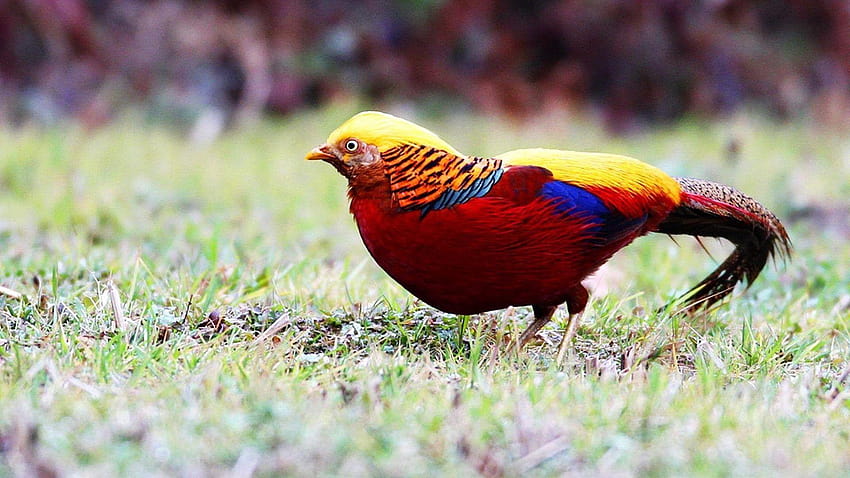 Colorful Golden Pheasant For The Bird Lovers HD wallpaper