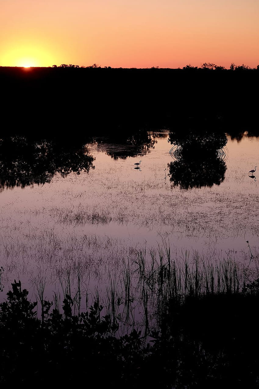: nature, outdoors, land, water, marsh, bog, swamp, bog man HD phone wallpaper
