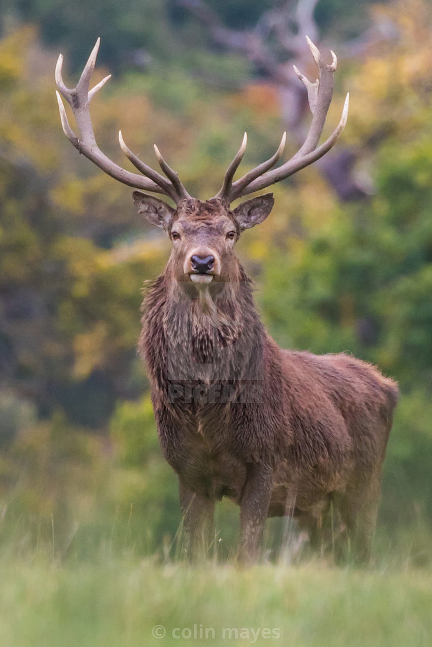 red deer stag, red stag HD phone wallpaper