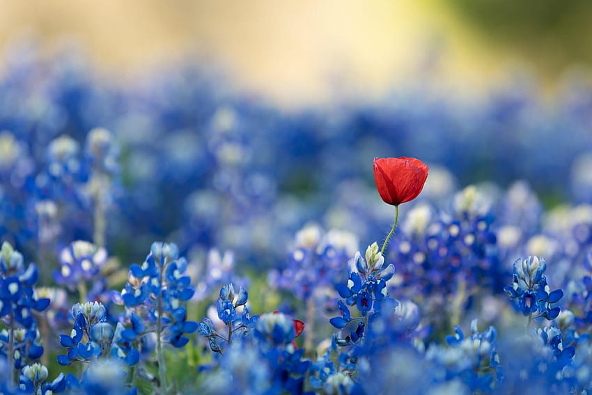 Rote Mohnblume und blaue Salbeiblumen, blaue, rote Blumen, blaue, feenhafte blaue Blume HD-Hintergrundbild