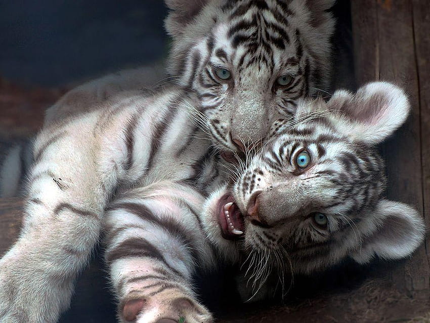Lindo bebé tigre, bebé tigre lindo fondo de pantalla | Pxfuel