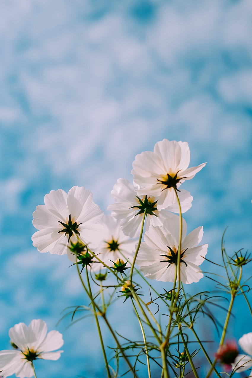 3264x4896 Kosmos, Blumen, Weiß, Blütenblätter, Himmel, Sommerpfingstrosen HD-Handy-Hintergrundbild