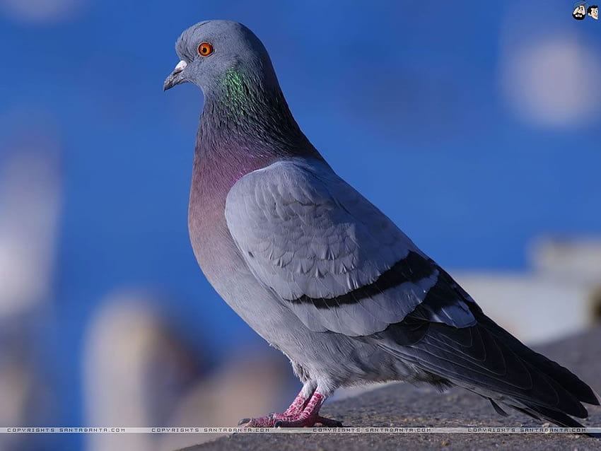 pigeon bird HD wallpaper