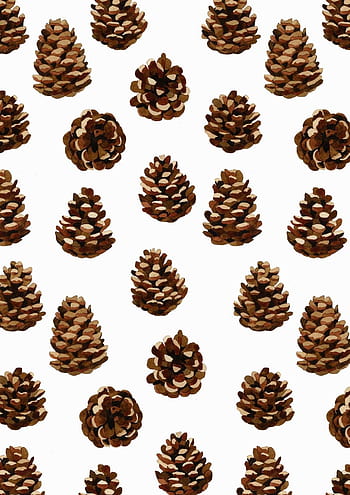 Pinecone HD wallpaper | Pxfuel