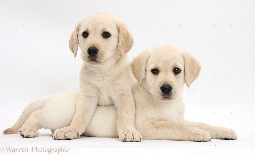 bigs36170 Yellow Labrador Retriever puppies white backgroundjpg [1469x892] for your , Mobile & Tablet, white labs HD wallpaper