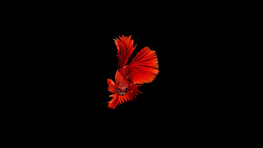 Redfish HD wallpaper