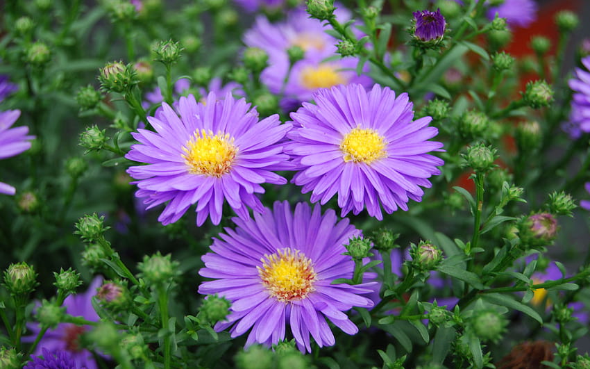 Purple Aster Flowers For Mobile Phone 3840x2400 : 13 HD wallpaper