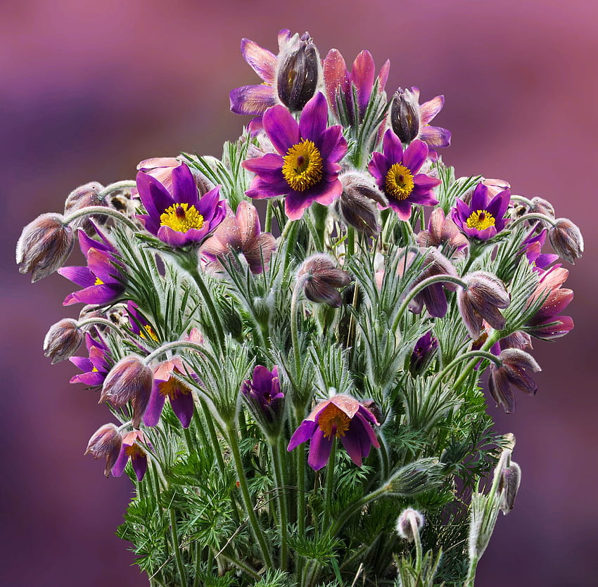 purpurowy kwiat sasanki Tapeta HD