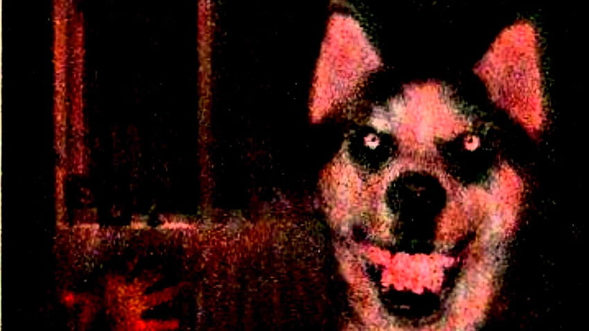 Lächeln Hund Creepypasta HD-Hintergrundbild