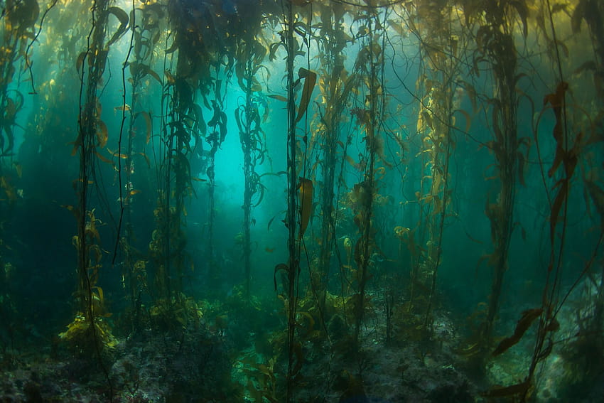 Remote South American kelp forests surveyed for first time since 1973 HD wallpaper