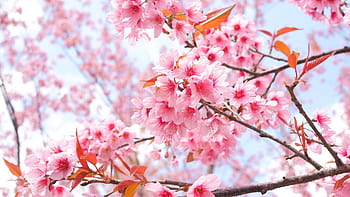 Chiêm ngưỡng vẻ đẹp tuyệt đỉnh của hoa anh đào, một trong những biểu tượng của mùa xuân tại Nhật Bản. Hãy xem hình ảnh liên quan để cảm nhận được sự thanh thoát, độc đáo của loài hoa này.