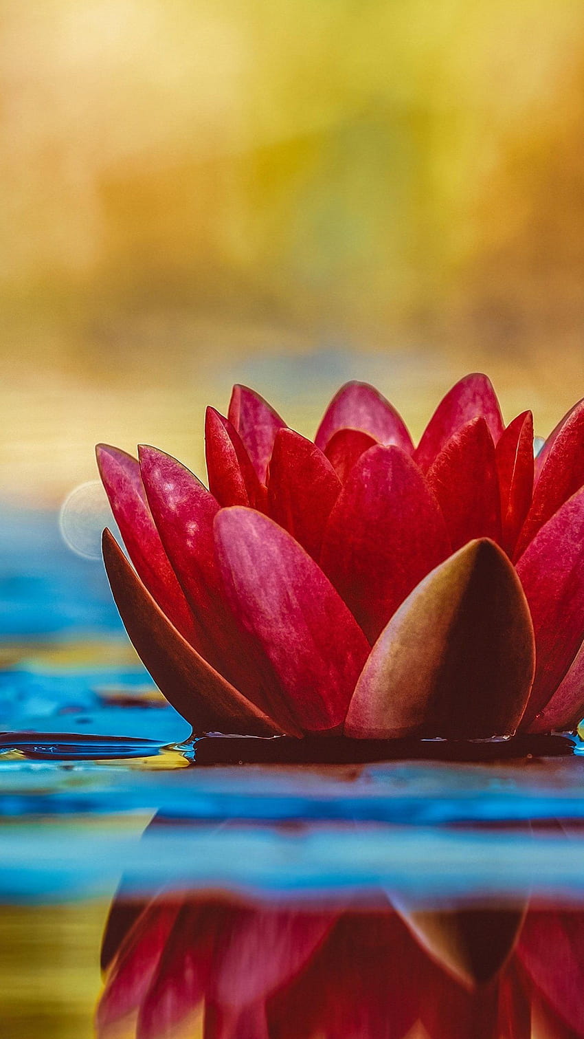 Water Lily, lily flower iphone HD phone wallpaper