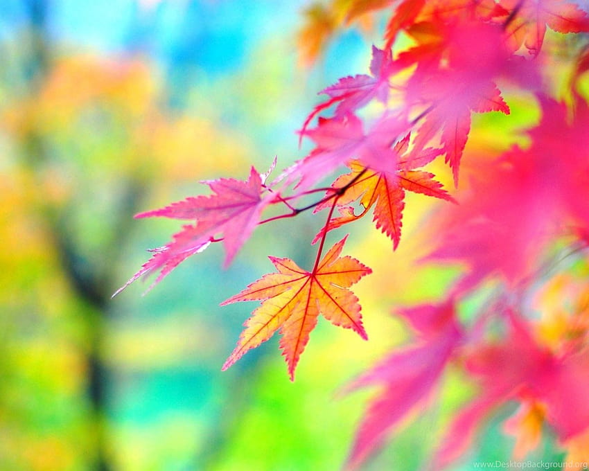 Resolusi Tinggi Daun Musim Gugur Musim Gugur 16 Ukuran Penuh ... Latar belakang, daun musim gugur hijau kuning merah Wallpaper HD