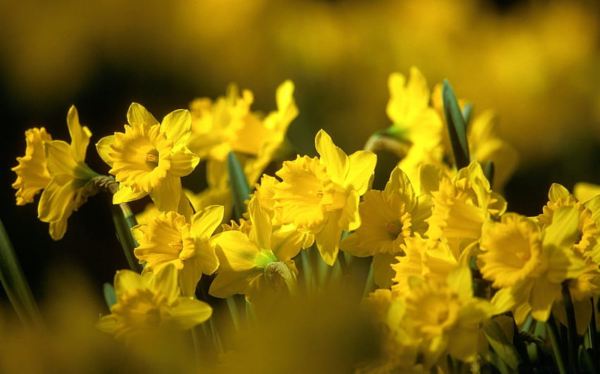 yellow daffodils flowers spring HD wallpaper