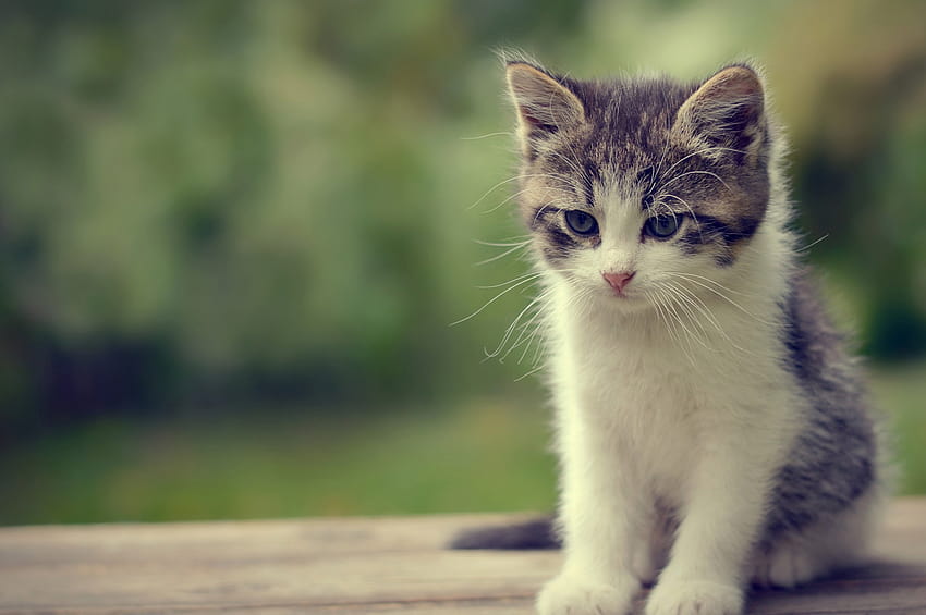 Cute Cat 35 Cute Cat and for [2545x1692] for your , Mobile & Tablet ...