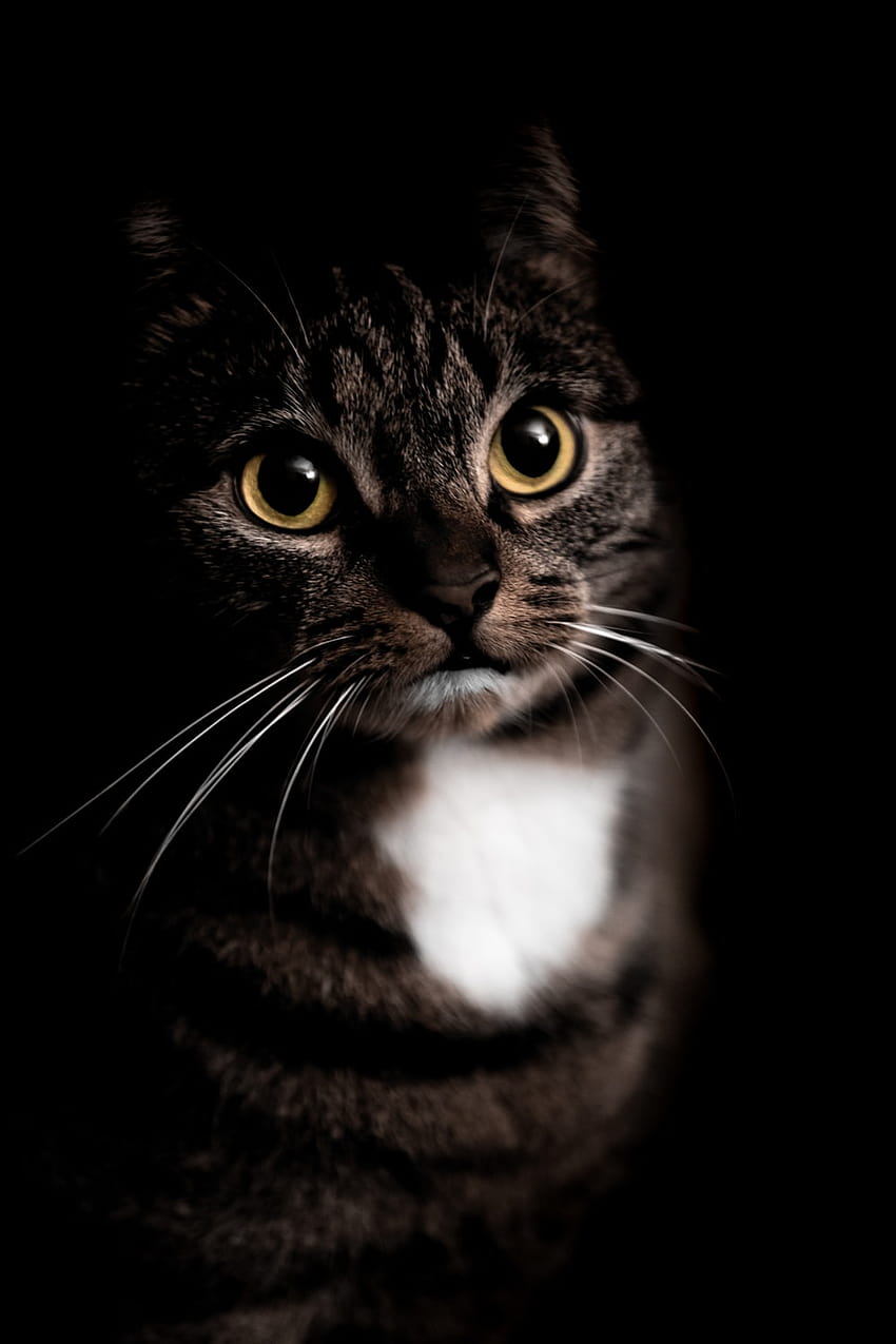 brown tabby cat in black backgrounds – Amsterdam, brown cats HD phone wallpaper
