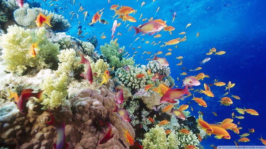コーラル リーフ南紅海近くサファガ エジプト ❤、サンゴ礁 高画質の壁紙