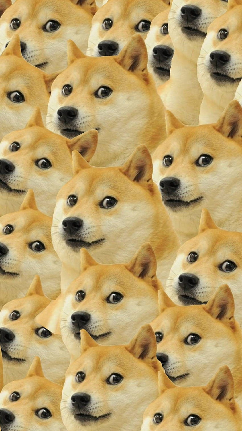 Layar Beranda Shiba Inu Doge, meme anjing wallpaper ponsel HD