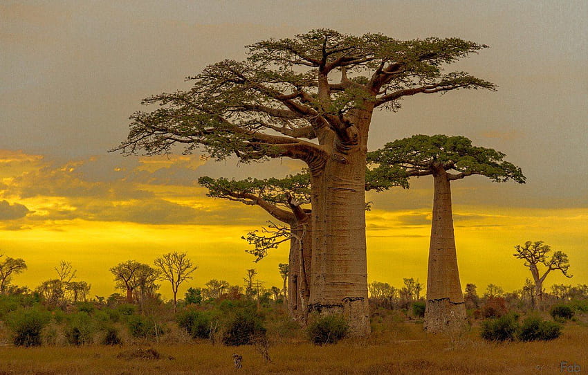 Baobab Tree 1332×850 HD wallpaper | Pxfuel